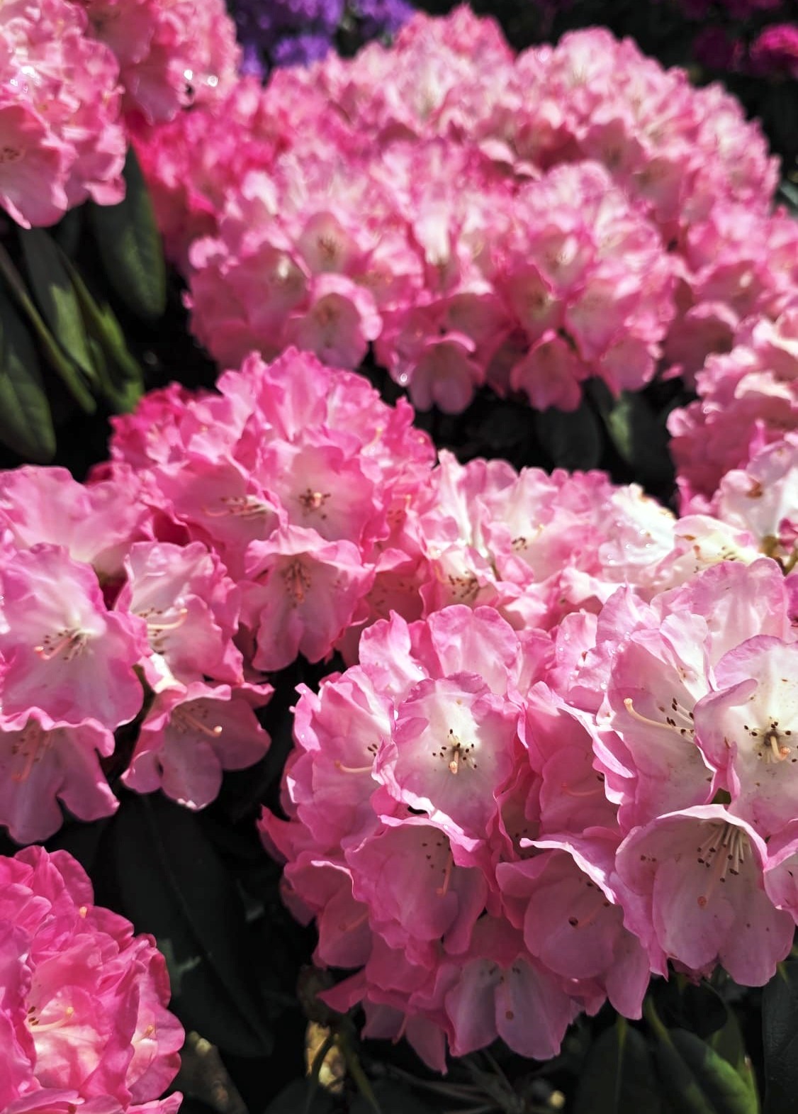 Rhodo_3